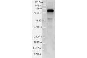 Image no. 1 for anti-Toll-Like Receptor 4 (TLR4) (AA 420-435) antibody (ABIN1491512) (TLR4 antibody  (AA 420-435))