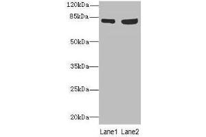 Western blot All lanes: TARS antibody at 4. (TARS antibody  (AA 1-230))
