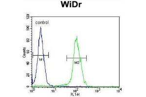 BEX1 antibody  (Middle Region)