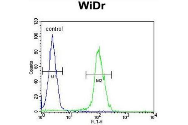 BEX1 antibody  (Middle Region)