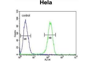 ADCY4 Antibody (Center) flow cytometric analysis of Hela cells (right histogram) compared to a negative control cell (left histogram). (ADCY4 antibody  (Middle Region))