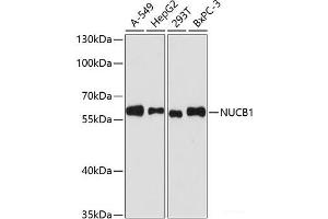 Western blot analysis of extracts of various cell lines using NUCB1 Polyclonal Antibody at dilution of 1:3000. (Nucleobindin 1 antibody)