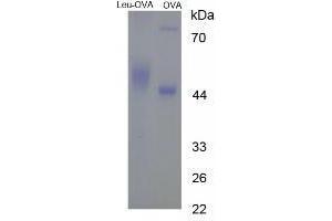 Image no. 2 for Leucine Dehydrogenase (LEU) peptide (Ovalbumin) (ABIN5666264) (Leucine Dehydrogenase (LEU) peptide (Ovalbumin))