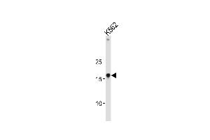 Western blot analysis in K562 cell line lysates (35ug/lane). (HMGA1 antibody  (C-Term))