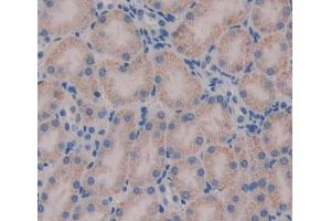 IHC-P analysis of kidney tissue, with DAB staining. (HADH antibody  (AA 1-167))