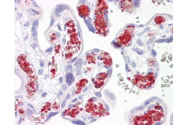 TBKBP1 antibody  (AA 300-350)