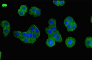Immunofluorescent analysis of HepG2 cells using ABIN7145231 at dilution of 1:100 and Alexa Fluor 488-congugated AffiniPure Goat Anti-Rabbit IgG(H+L)