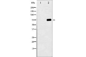 Western blot analysis of Tau phosphorylation expression in UV treated 293 whole cell lysates,The lane on the left is treated with the antigen-specific peptide. (MAPT antibody  (pSer404))