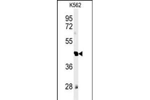 Western blot analysis of RTN4RL1 Antibody (C-term) (ABIN651458 and ABIN2840251) in K562 cell line lysates (35 μg/lane).