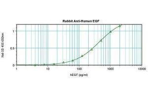Image no. 1 for anti-Epidermal Growth Factor (EGF) antibody (ABIN465548) (EGF antibody)