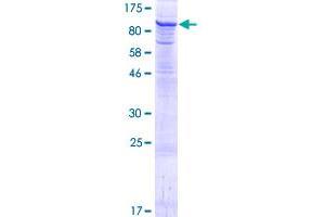 HIPK4 Protein (AA 1-616) (GST tag)