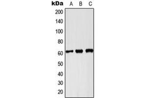 Western blot analysis of PKLR expression in Hela (A), Raw264. (PKLR antibody  (C-Term))
