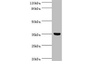 Western blot All lanes: GLYATL1 antibody at 8 μg/mL + Rat liver tissue Secondary Goat polyclonal to rabbit IgG at 1/10000 dilution Predicted band size: 36, 39 kDa Observed band size: 36 kDa (GLYATL1 antibody  (AA 1-302))