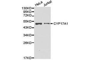 Western Blotting (WB) image for anti-Cytochrome P450, Family 17, Subfamily A, Polypeptide 1 (CYP17A1) antibody (ABIN1872155) (CYP17A1 antibody)
