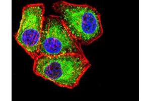 Immunofluorescence analysis of Hela cells using APAF1 mouse mAb (green). (APAF1 antibody  (AA 1138-1237))