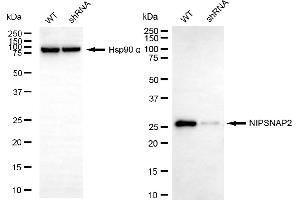 Western blotting analysis using NIPSNAP2 antibody (ABIN7798724).