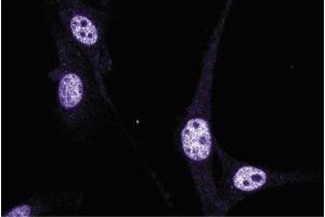 3T3-L1 (TEAD1 antibody  (AA 86-199))