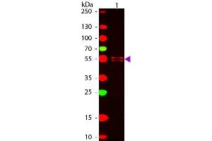 Western Blot of ATTO 647N conjugated Goat anti-Mouse IgG1 (gamma 1 chain) Pre-adsorbed secondary antibody. (Goat anti-Mouse IgG1 (Heavy Chain) Antibody (Atto 647N) - Preadsorbed)