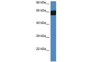 Western Blot showing Fmo3 antibody used at a concentration of 1. (FMO3 antibody  (Middle Region))