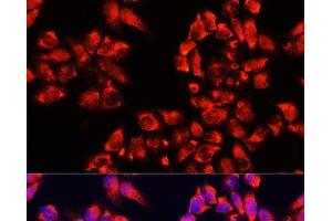Immunofluorescence analysis of HeLa cells using ALDH7A1 Polyclonal Antibody at dilution of 1:100. (ALDH7A1 antibody)