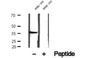 Western blot analysis of extracts of HEK-293 cells, using EIF3I antibody.