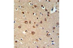 Immunohistochemistry analysis in formalin fixed and paraffin embedded brain tissue reacted with PDE6C Antibody (Center) followed by peroxidase conjugation of the secondary antibody and DAB staining. (PDE6C antibody  (Middle Region))