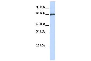 Western Blotting (WB) image for anti-Heat Shock 70kDa Protein 2 (HSPA2) antibody (ABIN2459891)