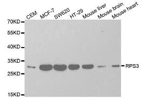 Western Blotting (WB) image for anti-Ribosomal Protein S3 (RPS3) (AA 1-243) antibody (ABIN3023343)