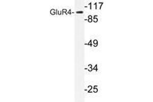 Western blot analysis of GluR4 antibody in extracts from NIH/3T3 cells. (GRIA4 antibody)