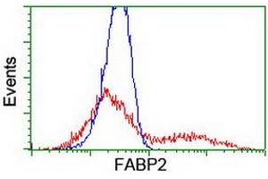 HEK293T cells transfected with either RC210206 overexpress plasmid (Red) or empty vector control plasmid (Blue) were immunostained by anti-FABP2 antibody (ABIN2455045), and then analyzed by flow cytometry. (FABP2 antibody)