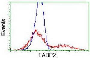 HEK293T cells transfected with either RC210206 overexpress plasmid (Red) or empty vector control plasmid (Blue) were immunostained by anti-FABP2 antibody (ABIN2455045), and then analyzed by flow cytometry.
