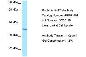 Western Blotting (WB) image for anti-Hydroxypyruvate Isomerase (Putative) (HYI) (C-Term) antibody (ABIN2789849) (HYI antibody  (C-Term))