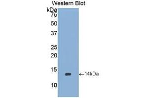 Detection of Recombinant BMP2, Rabbit using Polyclonal Antibody to Bone Morphogenetic Protein 2 (BMP2) (BMP2 antibody  (AA 284-388))