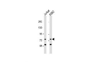 Western Blot at 1:1000 dilution Lane 1: Jurkat whole cell lysate Lane 2: K562 whole cell lysate Lysates/proteins at 20 ug per lane. (ATG16L2 antibody  (AA 277-304))