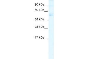 WB Suggested Anti-TFDP1 Antibody Titration:  0. (DP1 antibody  (N-Term))