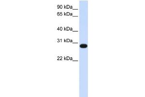 WB Suggested Anti-GINS2 Antibody Titration:  0. (GINS2 antibody  (N-Term))