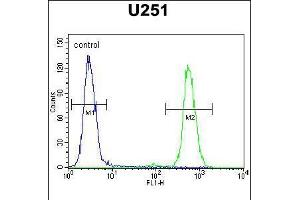 Flow cytometric analysis of U251 cells (right histogram) compared to a negative control cell (left histogram). (CXCR7 antibody  (C-Term))