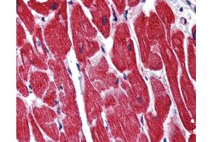 IHC Information: Paraffin embedded heart tissue, tested with an antibody dilution of 5 ug/ml. (STAU1/Staufen antibody  (N-Term))