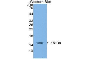 Western Blotting (WB) image for anti-Bone Morphogenetic Protein 4 (BMP4) (AA 293-408) antibody (Biotin) (ABIN1171979) (BMP4 antibody  (AA 293-408) (Biotin))