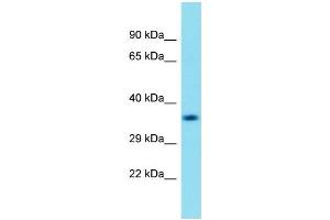Western Blotting (WB) image for anti-Chromosome 18 Open Reading Frame 8 (C18orf8) (N-Term) antibody (ABIN2791085) (C18orf8 antibody  (N-Term))