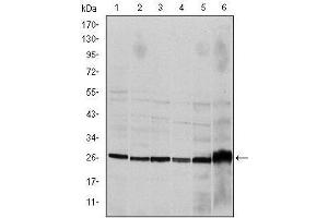 Western blot analysis using CASP8 mouse mAb against Hela (1), Jurkat (2), THP-1 (3), NIH/3T3 (4), Cos7 (5) and PC-12 (6) cell lysate.