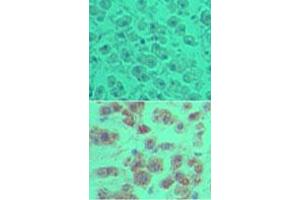 Image no. 1 for anti-OTU Domain Containing 5 (OTUD5) (AA 550-600) antibody (ABIN960300) (OTUD5 antibody  (AA 550-600))