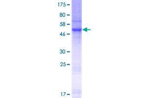 SLC35E2 Protein (AA 1-266) (GST tag)
