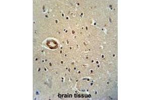 CWC22 antibody (N-term) immunohistochemistry analysis in formalin fixed and paraffin embedded human brain tissue followed by peroxidase conjugation of the secondary antibody and DAB staining. (CWC22 antibody  (N-Term))