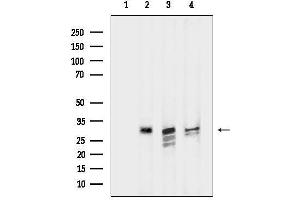 Western blot analysis of lysates from various samples, using IL1 beta Mouse Monoclonal Antibody.