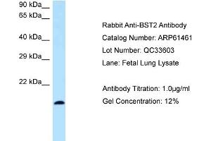 Western Blotting (WB) image for anti-Bone Marrow Stromal Cell Antigen 2 (BST2) (N-Term) antibody (ABIN970217) (BST2 antibody  (N-Term))