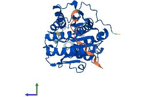 AlphaFold protein structure predicition of Human Recombinant HDAC11 Protein, UniprotID Q96DB2 (HDAC11 Protein (AA 1-347) (His tag))