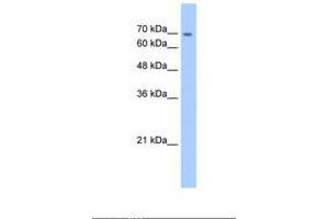 Image no. 1 for anti-Cadherin-Like 22 (CDH22) (AA 111-160) antibody (ABIN321642) (CDH22 antibody  (AA 111-160))