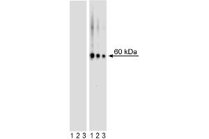 Western blot analysis of AKT (pS473) in mouse embryonic fibroblasts. (AKT1 antibody  (pSer473))