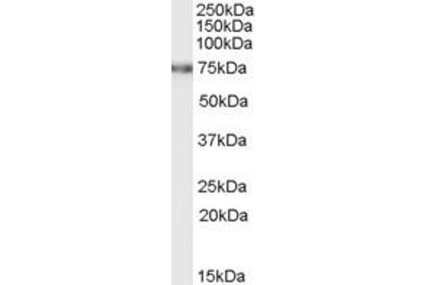 FEM1C antibody  (C-Term)